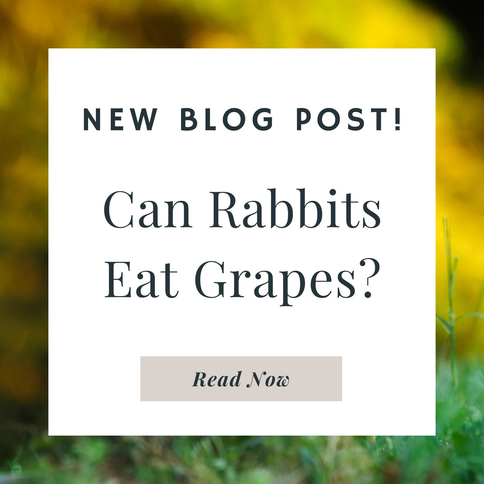 Can Rabbits Eat Romaine Grapes?