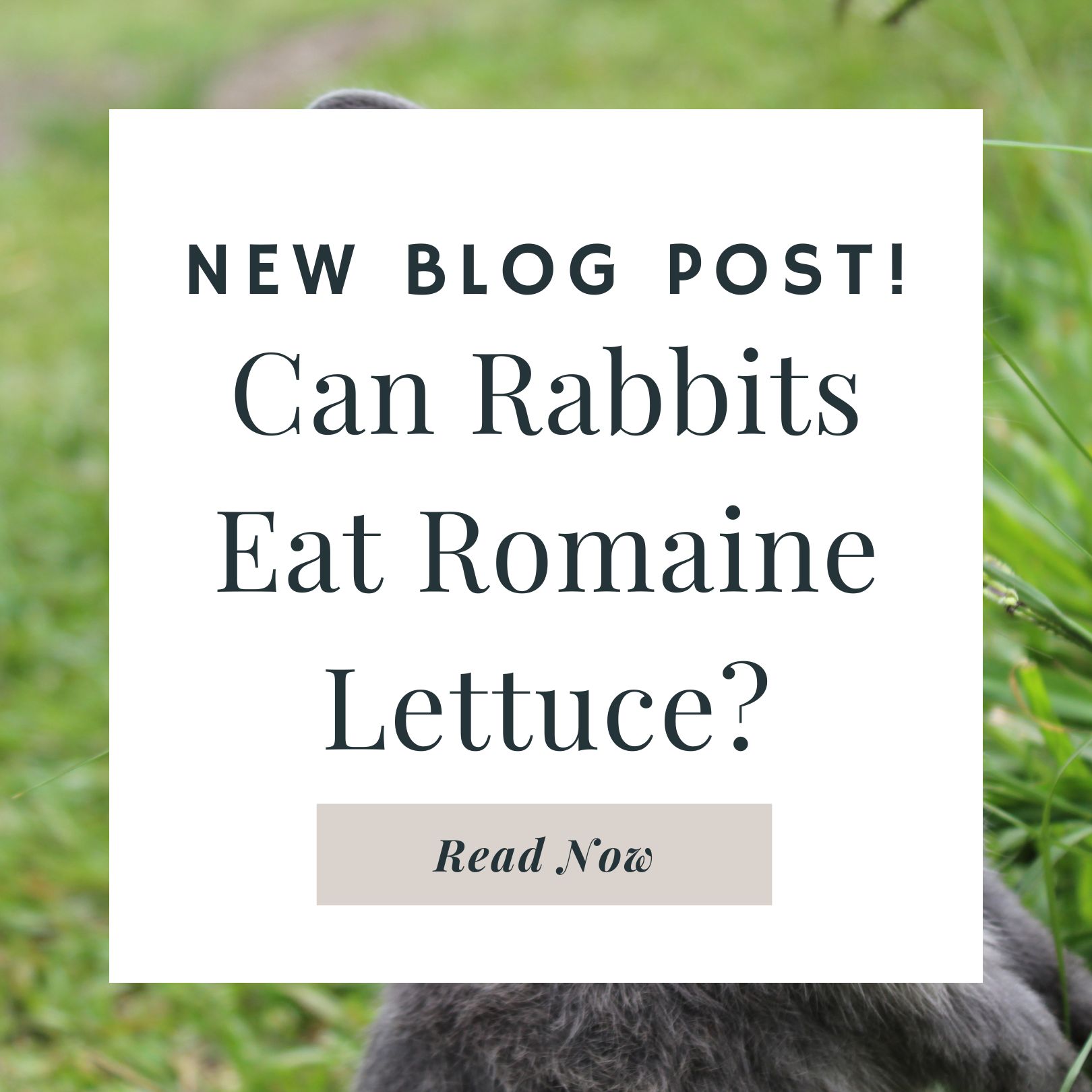 Can Rabbits Eat Romaine Lettuce?