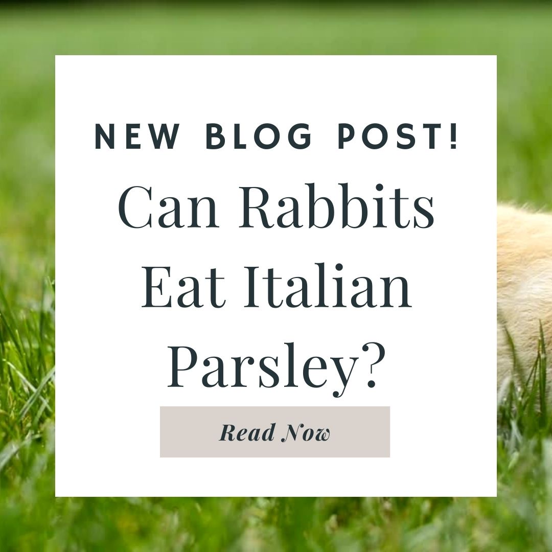 Can Rabbits Eat Italian Parsley